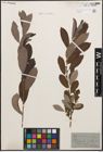 Foto von Salix cinerea L.